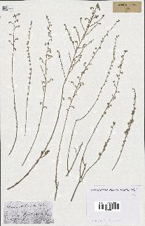 spécimen de Artemisia atlantica