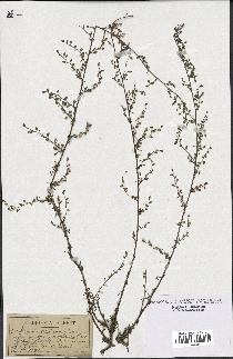 spécimen de Artemisia glutinosa