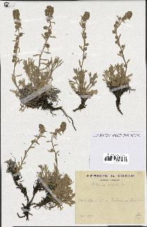 spécimen de Artemisia eriantha