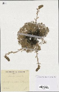 spécimen de Artemisia eriantha