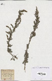 spécimen de Artemisia absinthium