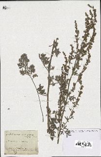 spécimen de Artemisia absinthium