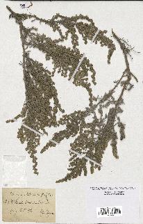 spécimen de Artemisia gallica