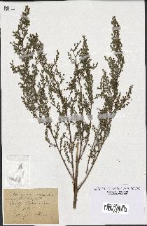 spécimen de Artemisia campestris