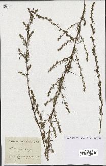 spécimen de Artemisia campestris