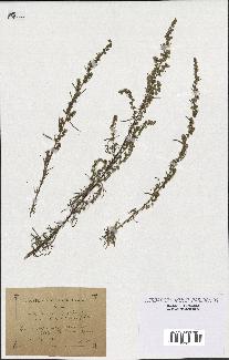 spécimen de Artemisia campestris