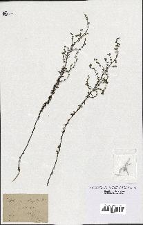 spécimen de Artemisia crithmifolia