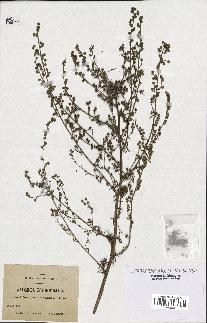 spécimen de Artemisia crithmifolia