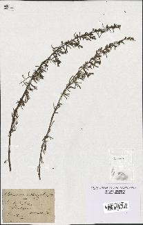 spécimen de Artemisia crithmifolia