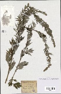 spécimen de Artemisia vulgaris