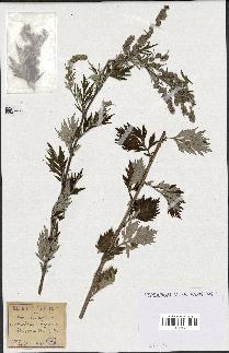 spécimen de Artemisia vulgaris