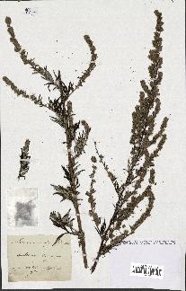 spécimen de Artemisia vulgaris