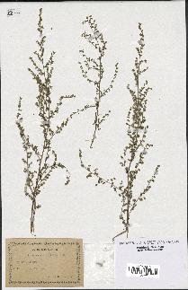 spécimen de Artemisia occitanica