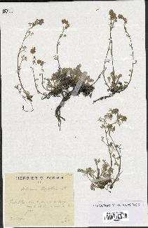 spécimen de Artemisia mutellina