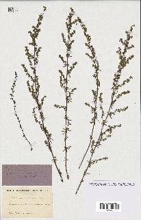 spécimen de Artemisia crithmifolia