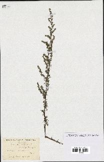 spécimen de Artemisia campestris