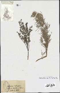 spécimen de Artemisia arborescens