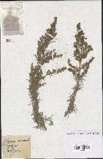 spécimen de Artemisia arborescens