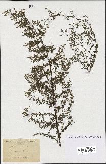 spécimen de Artemisia annua