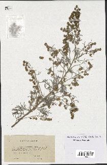 spécimen de Artemisia arborescens