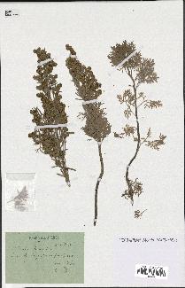 spécimen de Artemisia arborescens