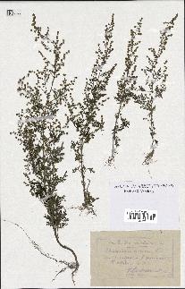 spécimen de Artemisia annua