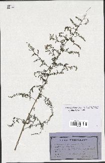 spécimen de Artemisia annua