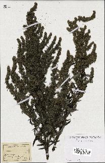 spécimen de Artemisia sp.