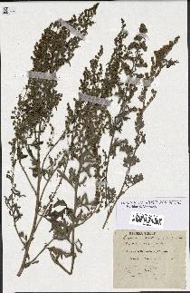 spécimen de Artemisia absinthium