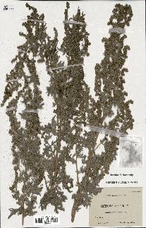 spécimen de Artemisia absinthium