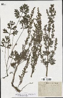 spécimen de Artemisia absinthium