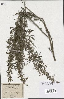 spécimen de Artemisia absinthium