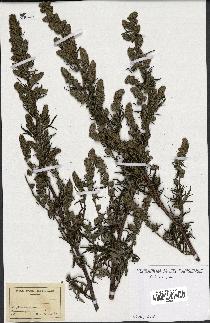 spécimen de Artemisia sp.