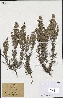 spécimen de Artemisia gallica