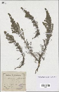 spécimen de Artemisia gallica