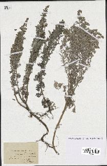 spécimen de Artemisia maritima