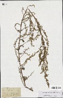 spécimen de Artemisia annua