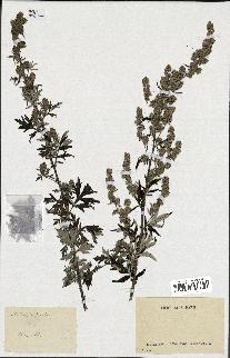 spécimen de Artemisia vulgaris