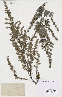 spécimen de Artemisia vulgaris