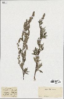 spécimen de Artemisia vulgaris