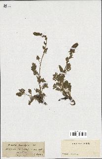 spécimen de Artemisia tanacetifolia