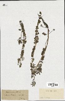 spécimen de Artemisia tanacetifolia