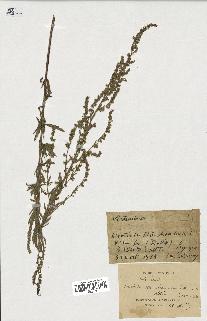 spécimen de Artemisia sp.