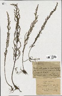 spécimen de Artemisia sp.