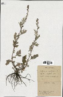 spécimen de Artemisia vulgaris