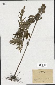 spécimen de Artemisia vulgaris