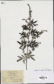 spécimen de Artemisia vulgaris