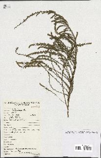 spécimen de Artemisia campestris