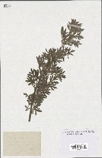 spécimen de Artemisia absinthium