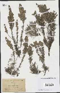 spécimen de Artemisia gallica